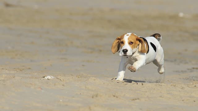 Beagle filhote e suas características